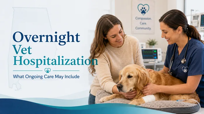 Dog receiving overnight veterinary hospitalization care