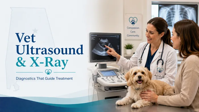 Veterinarian using diagnostic imaging for a pet